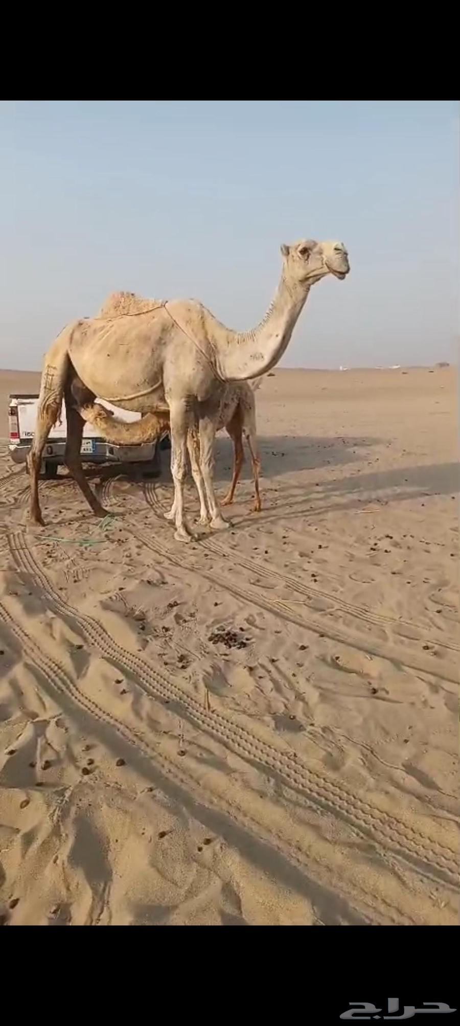 خلفه وضحا منيحه تم البيع64581580138625110