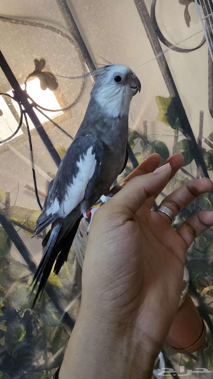 كروان هولندي64580976956675111