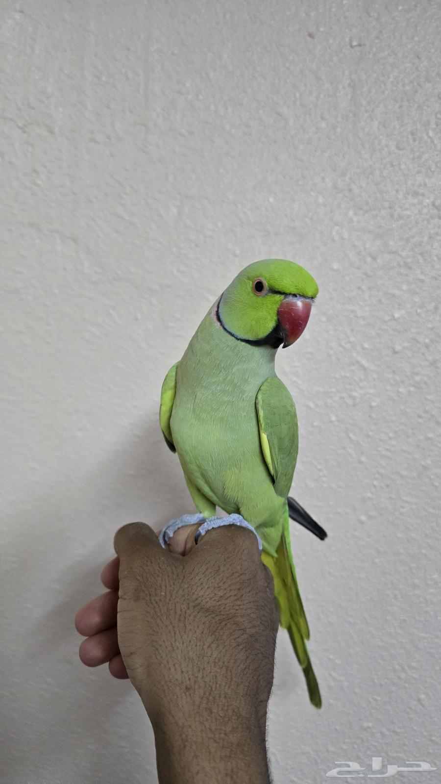 ذكر درة اليف للبيع64584461335427113