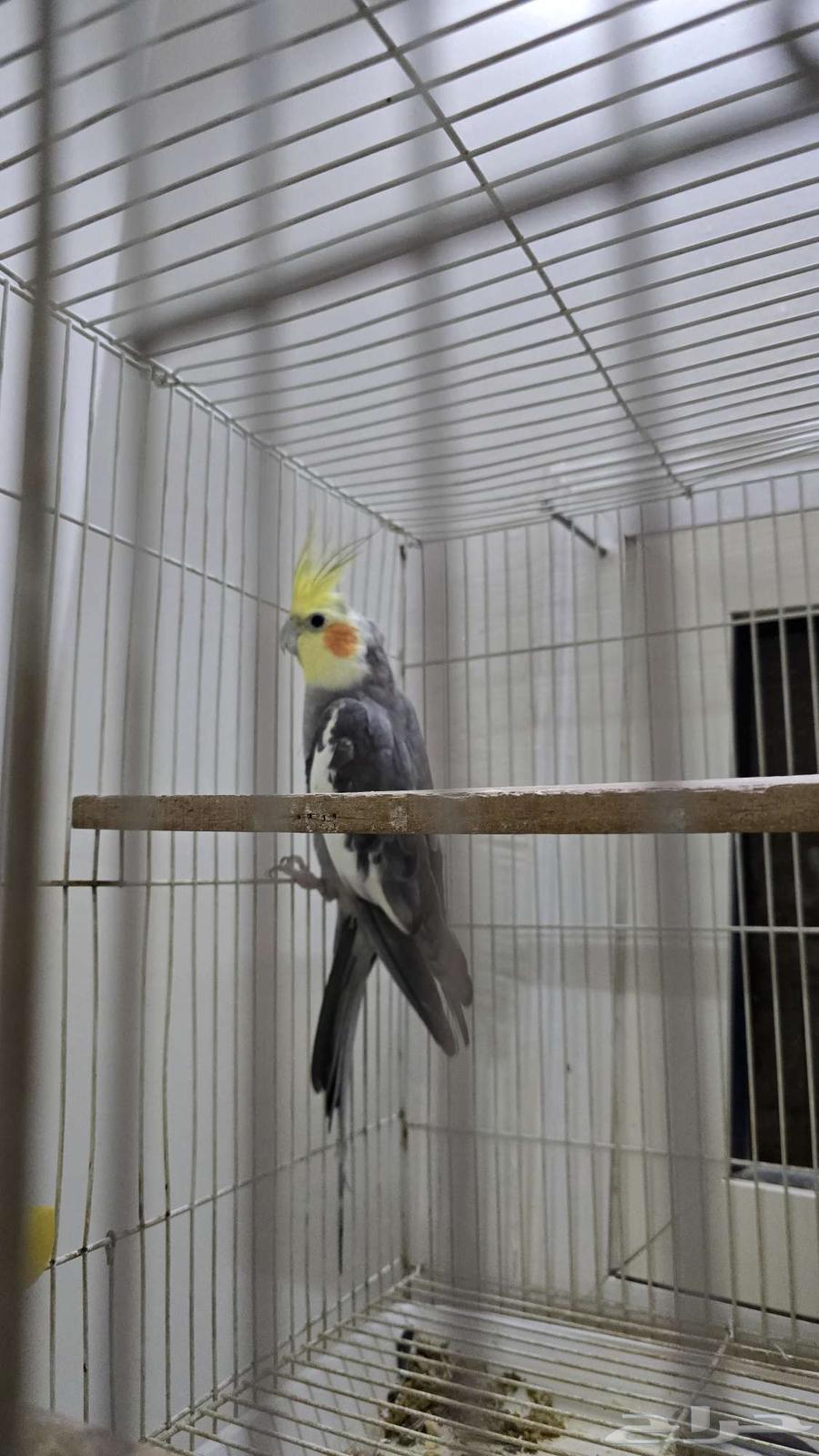 ببغاء كروان بي 150 مع القفص64580349418626110