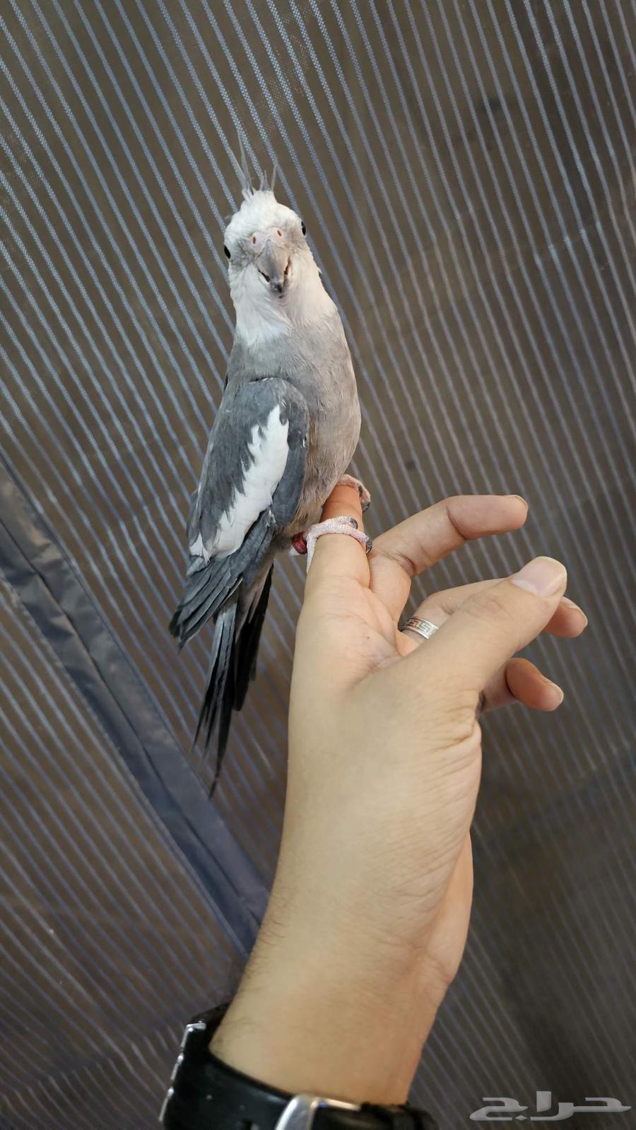 كروان هولندي64580976956675112