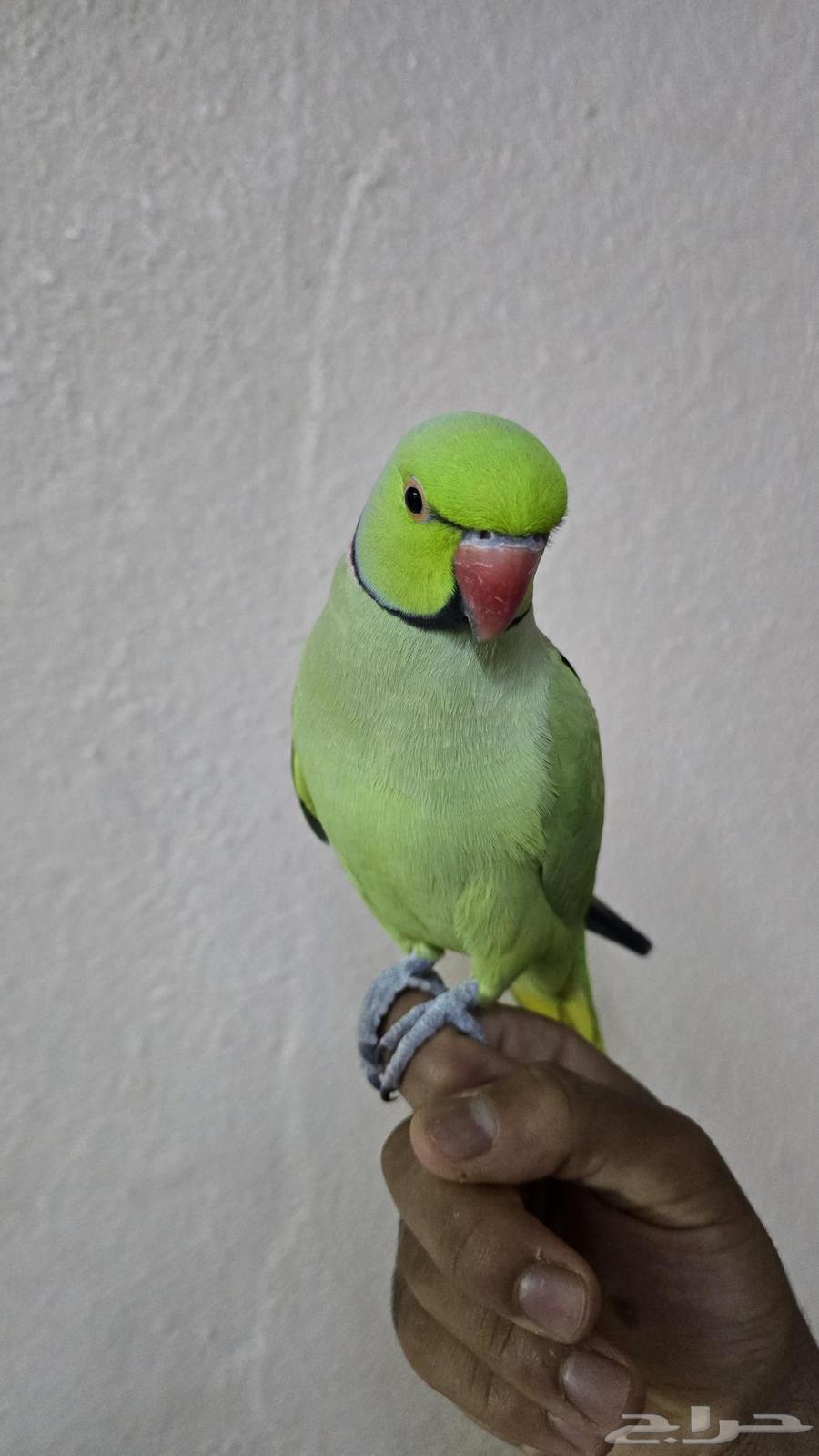 ذكر درة اليف للبيع64584461335427112