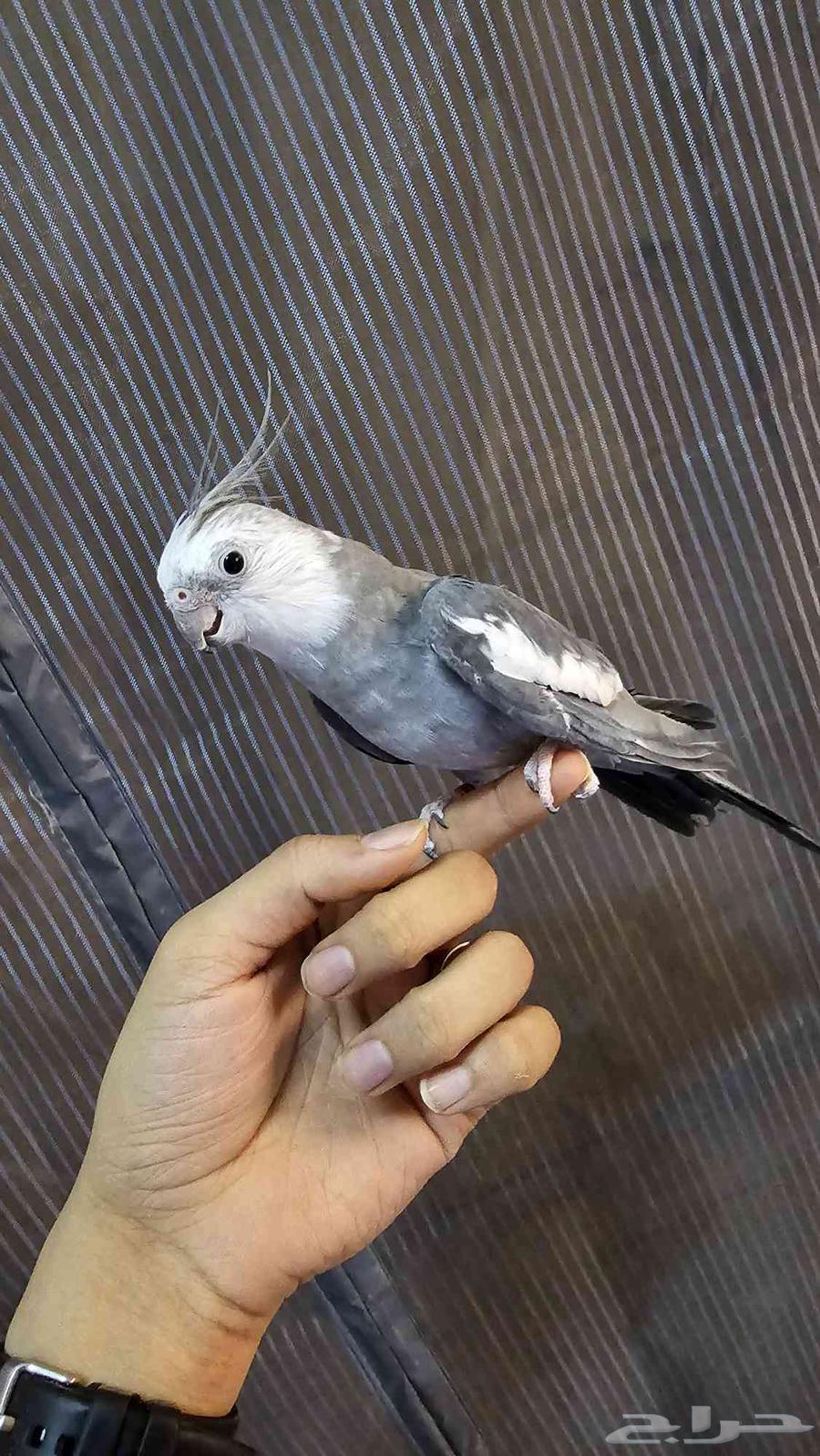 كروان هولندي64580976956675110