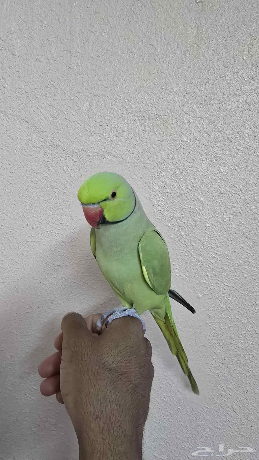 ذكر درة اليف للبيع64584461335427111