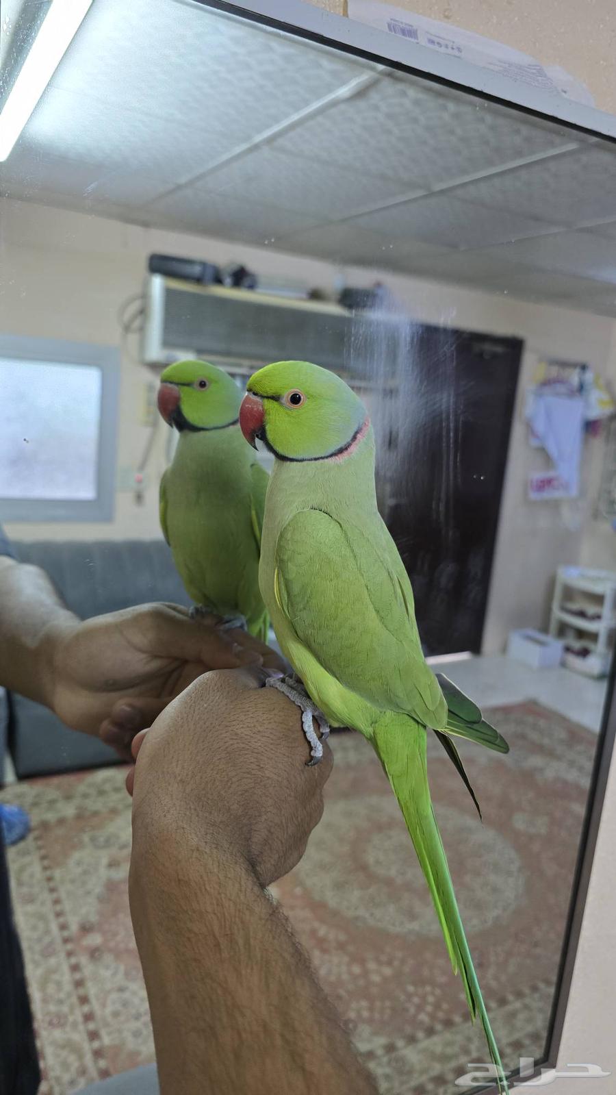 ذكر درة اليف للبيع64584461335427110