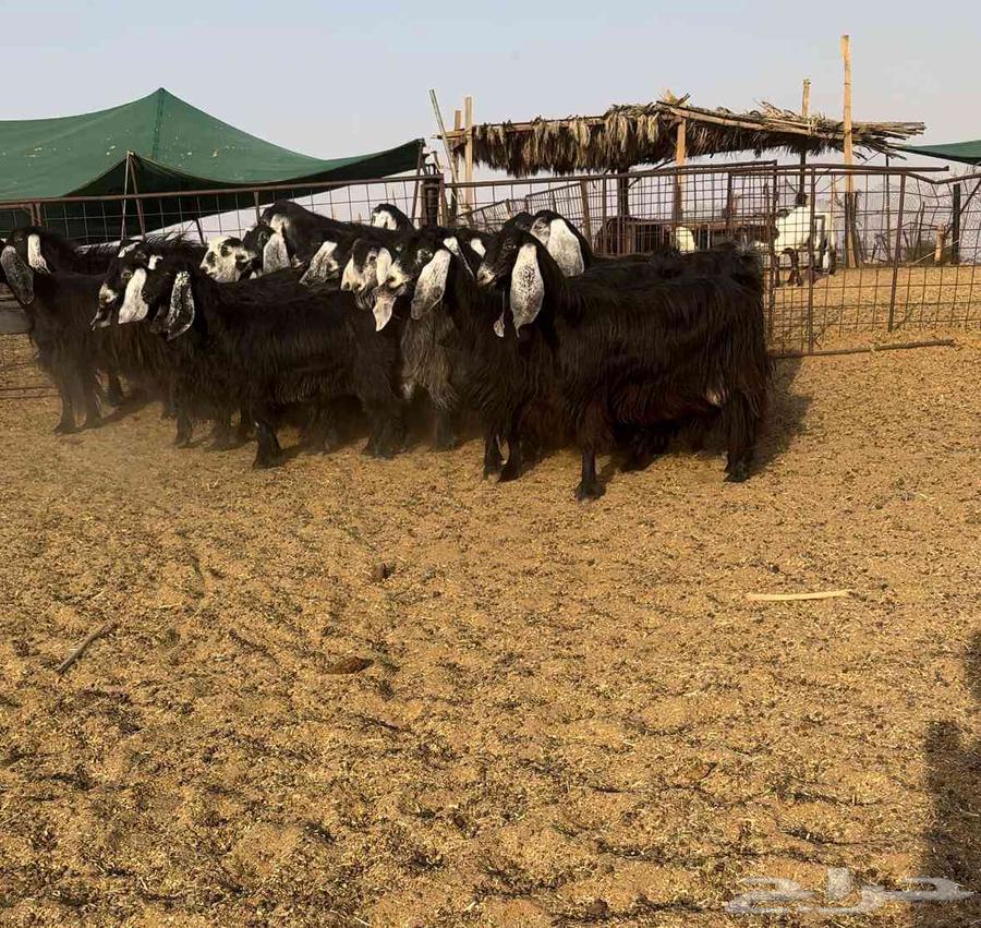 معزا مصريات سود جم طيبه((( تم البيع )))64585980193667111