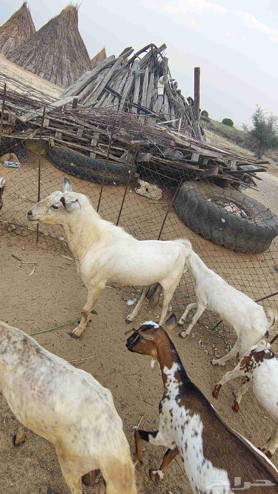 One of the theaters64581292755202111