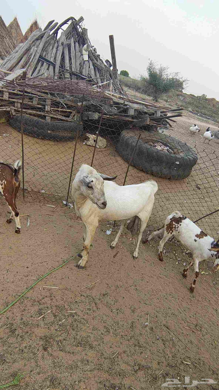 One of the theaters64581292755202110