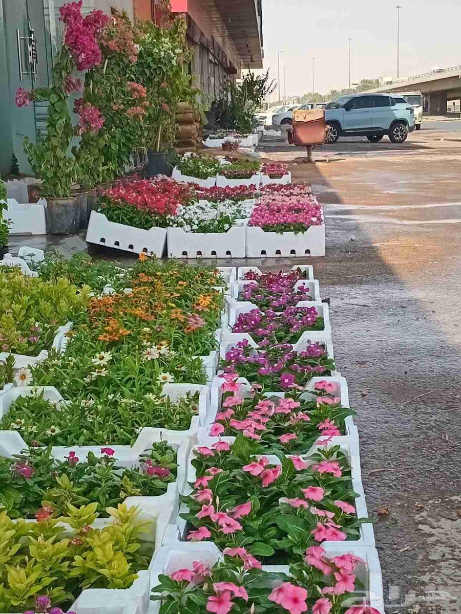 مشتل الزهرة بحي الياسمين64156035369090112