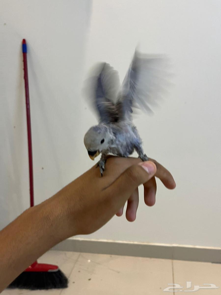 فروخ روز(تم البيع )64583208049793111