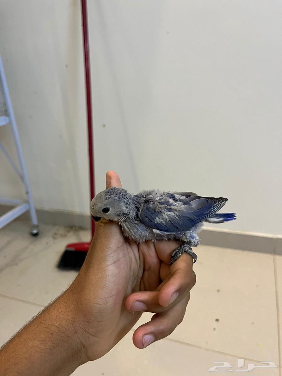 فروخ روز(تم البيع )64583208049793110