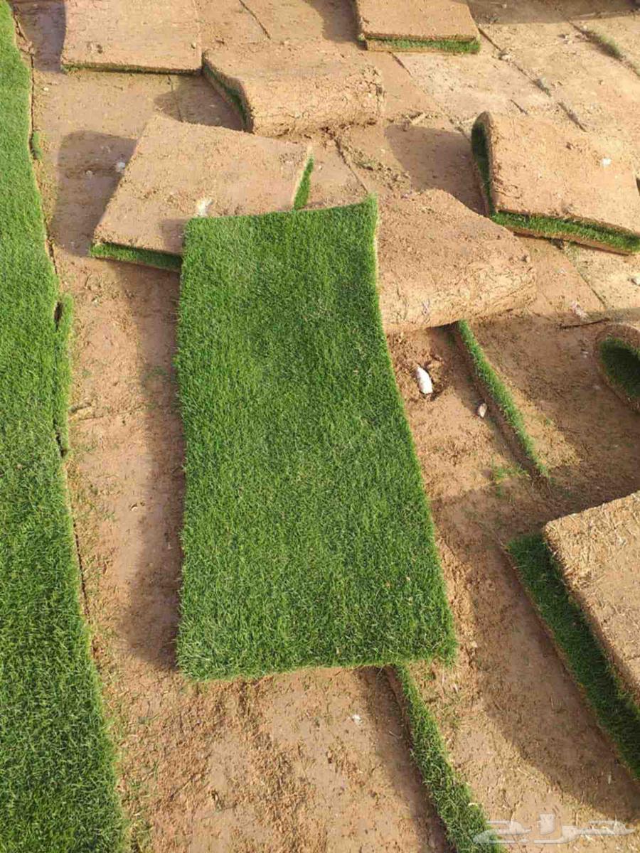 ثيل طبيعي ياباني وفرنسي وسي 2000 درجه اولى64583208067331110