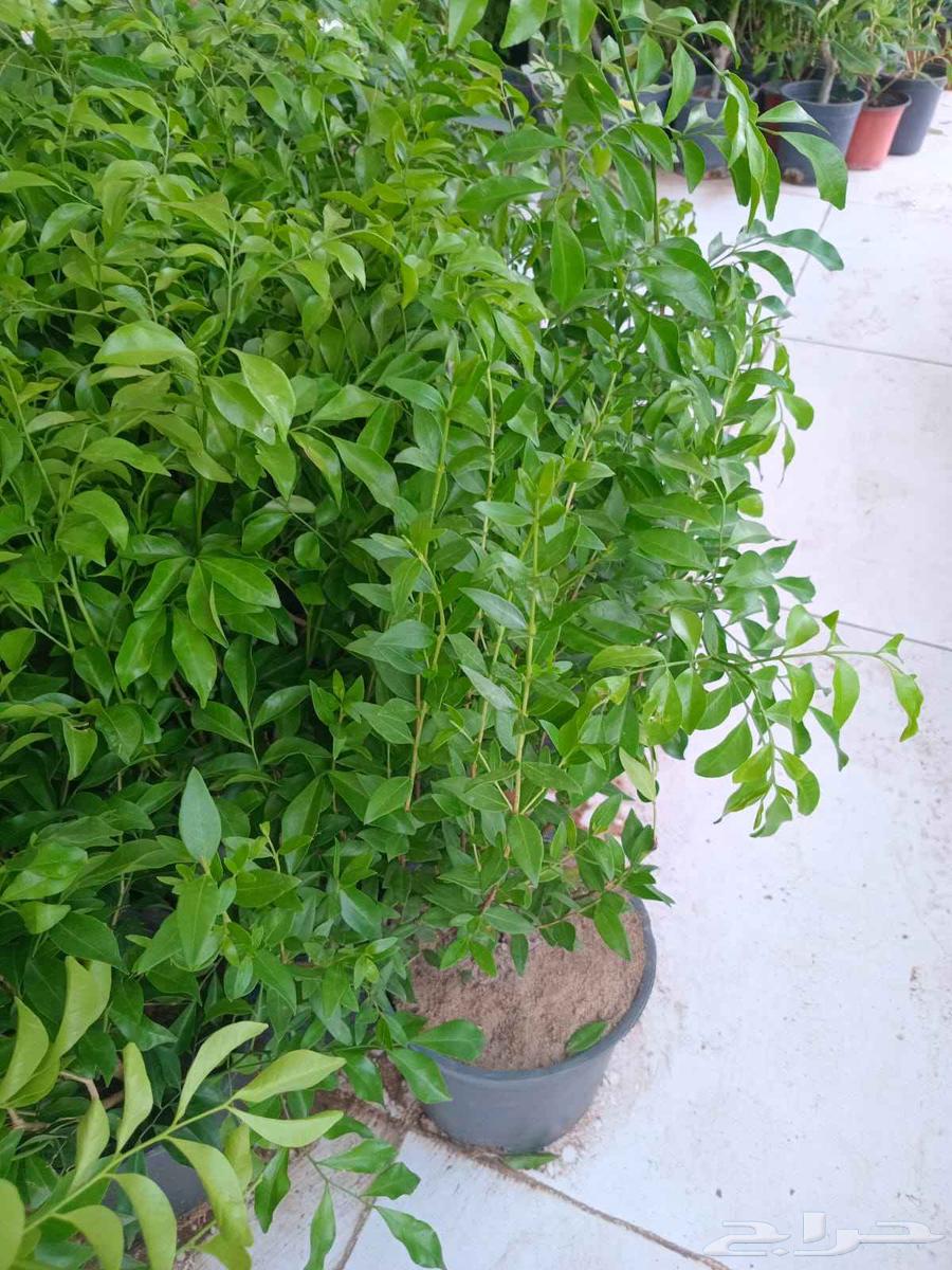 مشتل الزهرة بحي الياسمين64156035369090114