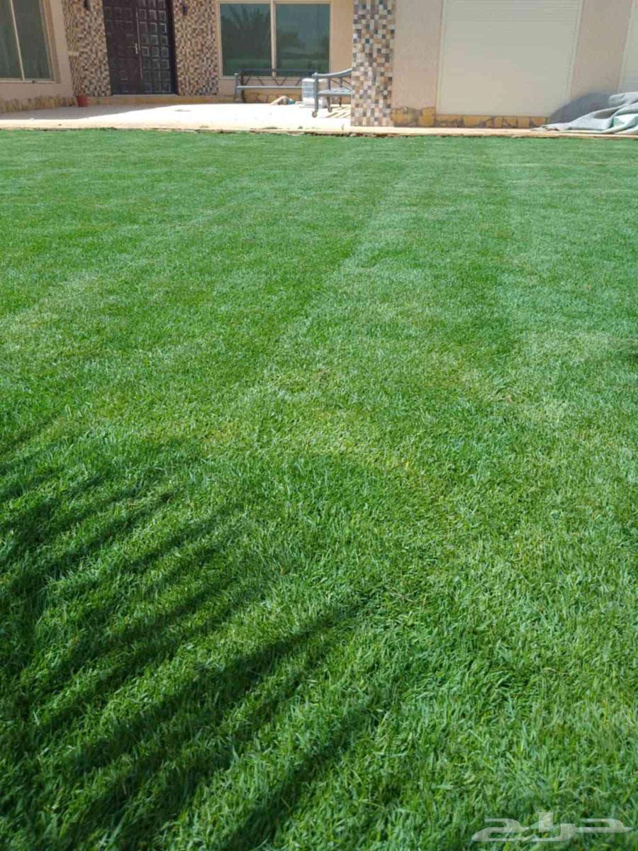 ثيل طبيعي ياباني وفرنسي وسي 2000 درجه اولى64583208067331113