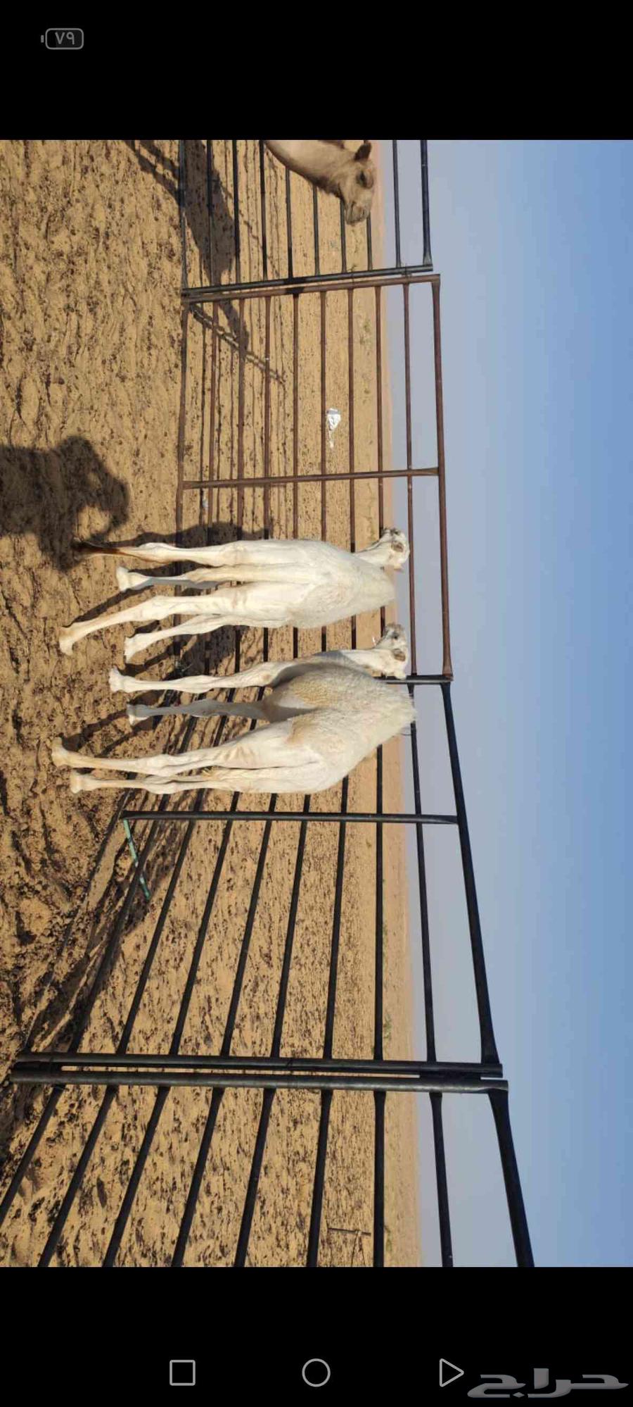 للبيع 2قعدان وبكره64579883070979110