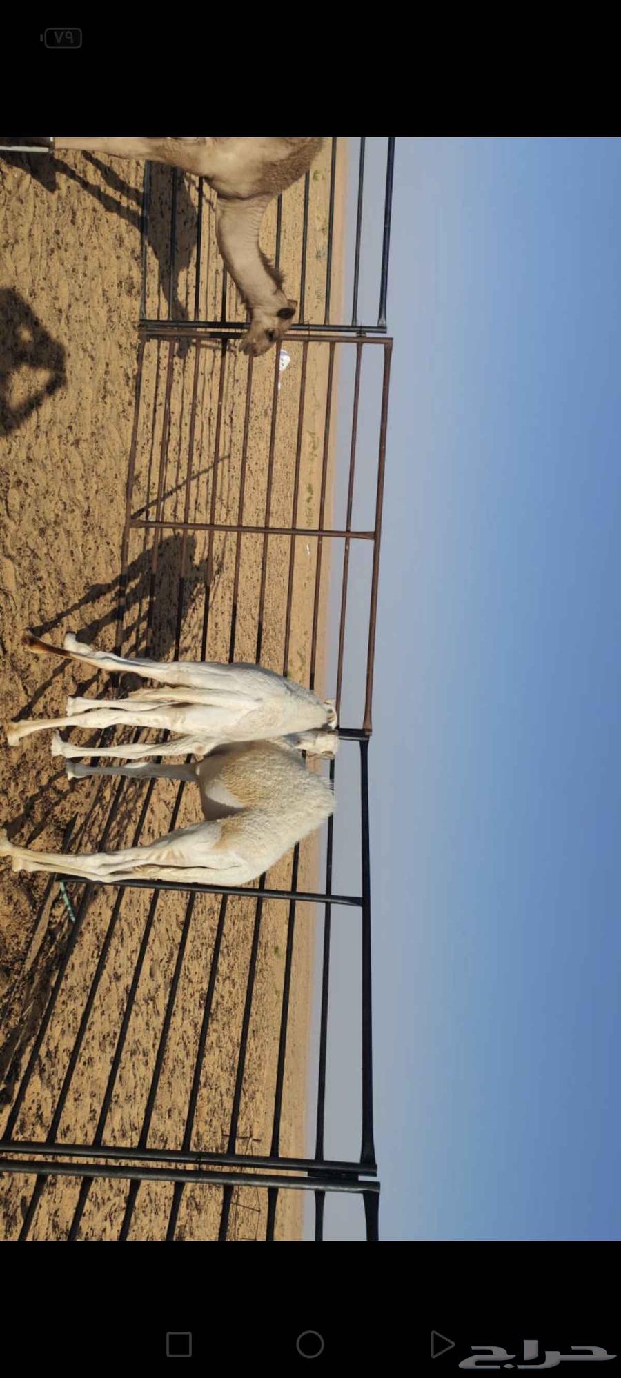 للبيع 2قعدان وبكره64579883070979111