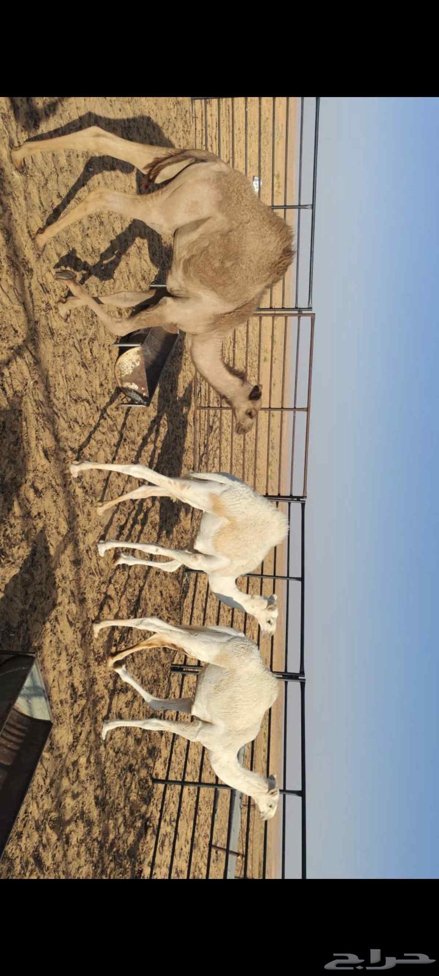 للبيع 2قعدان وبكره64579883070979112