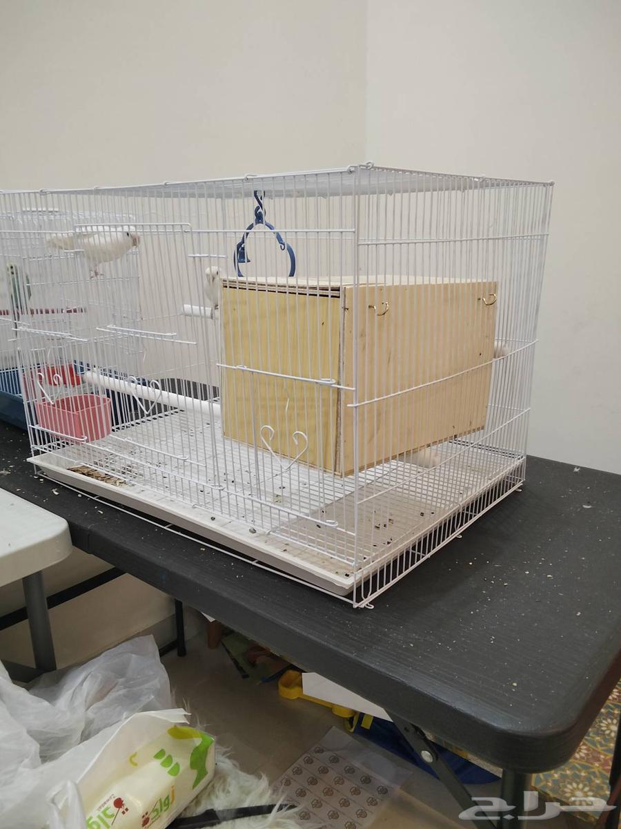 طيور زوج روز البينوا كنيور بجي64585053644545113