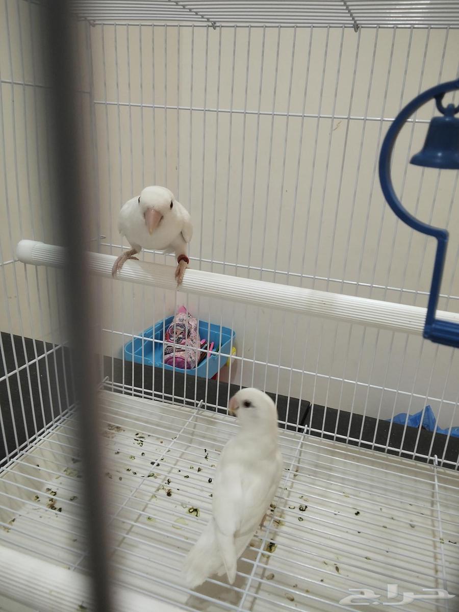 طيور زوج روز البينوا كنيور بجي64585053644545111