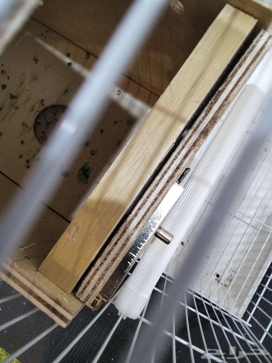 طيور زوج روز البينوا كنيور بجي64585053644545112