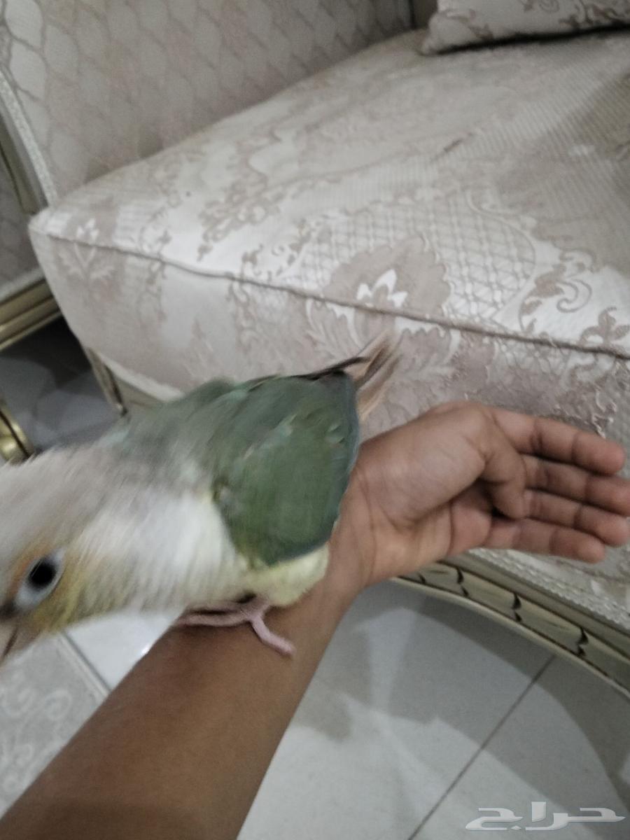 طيور زوج روز البينوا كنيور بجي64585053644545114