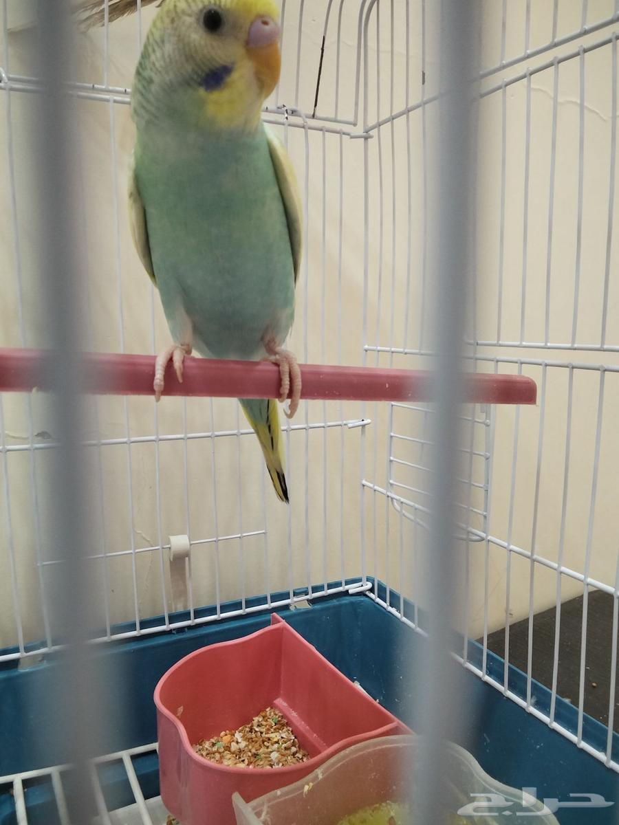 طيور زوج روز البينوا كنيور بجي64585053644545110