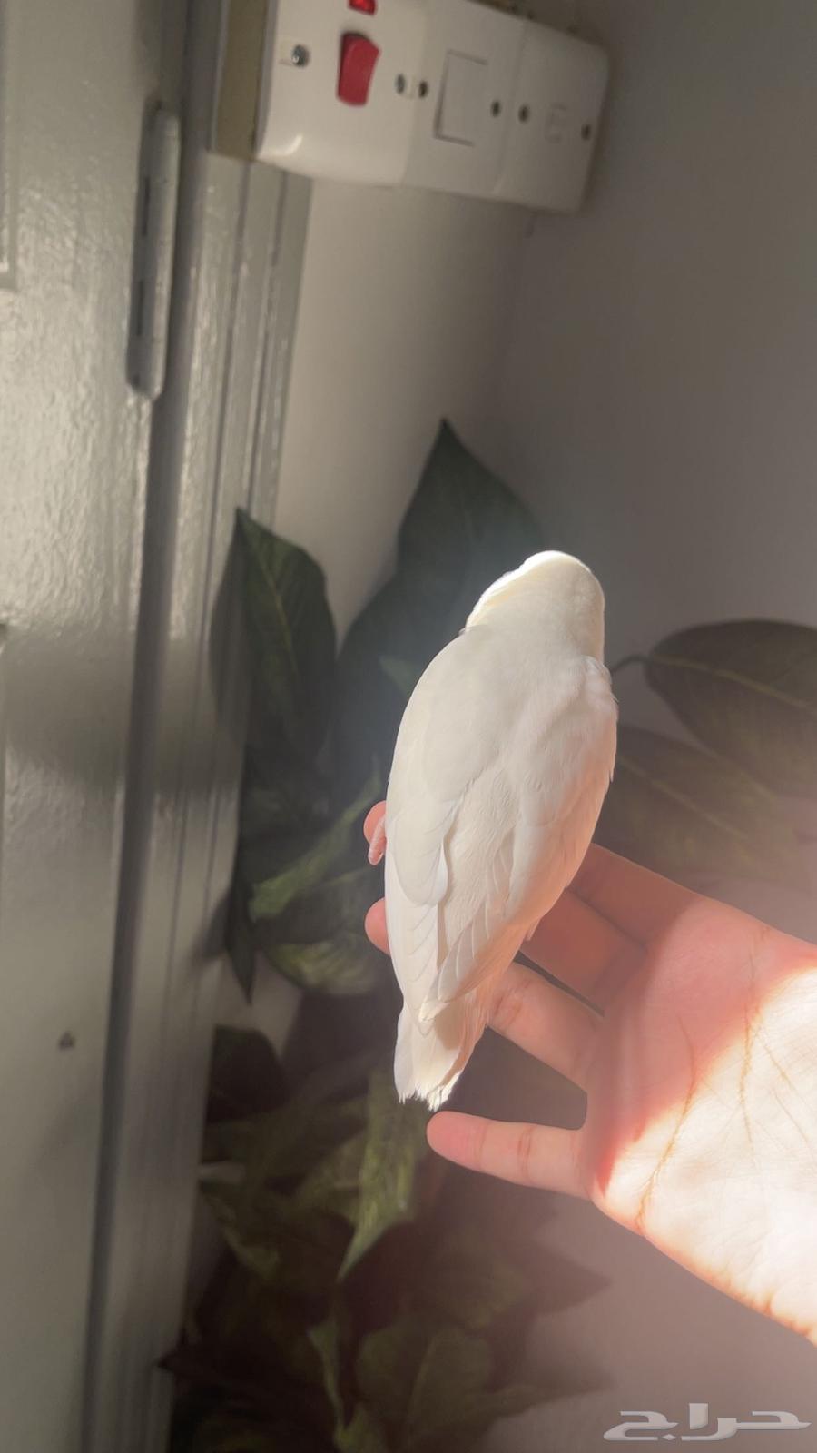 Bird of the day64477797185537114