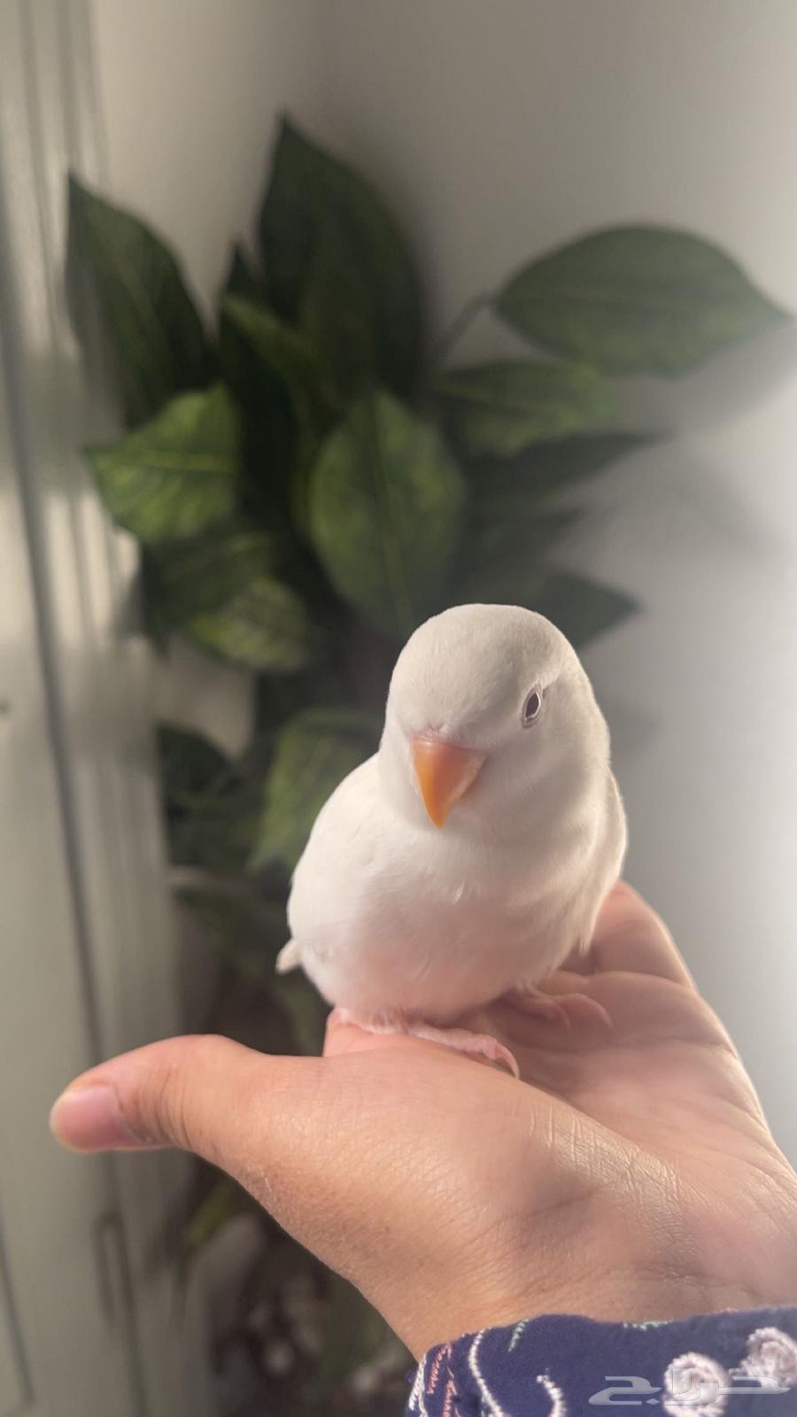 Bird of the day64477797185537113