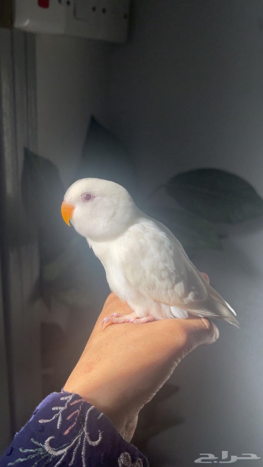 Bird of the day64477797185537112