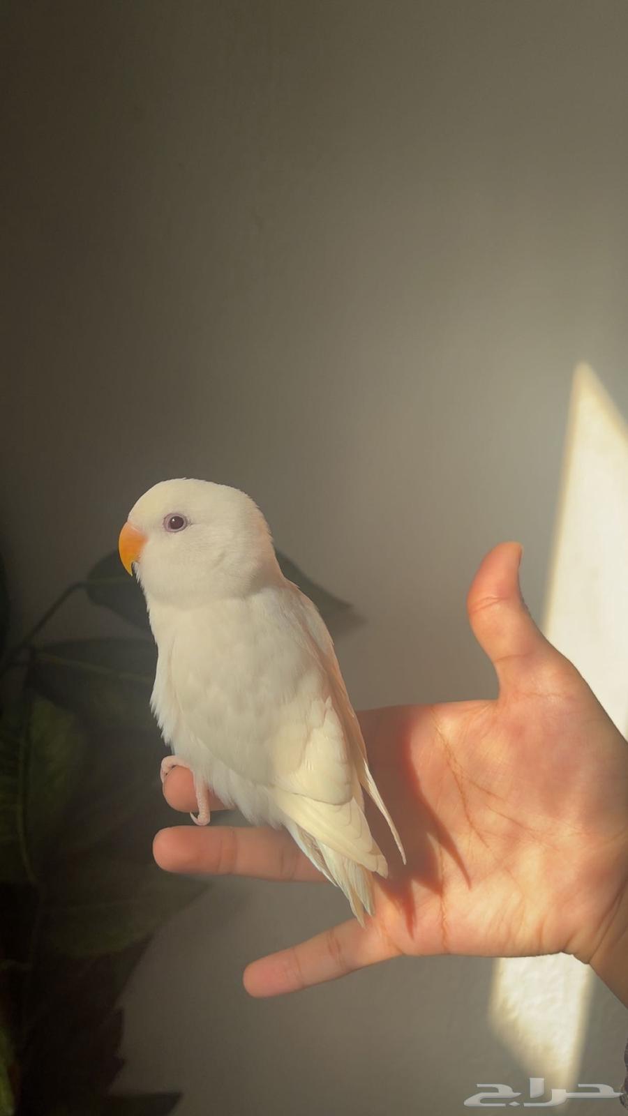 Bird of the day64477797185537110