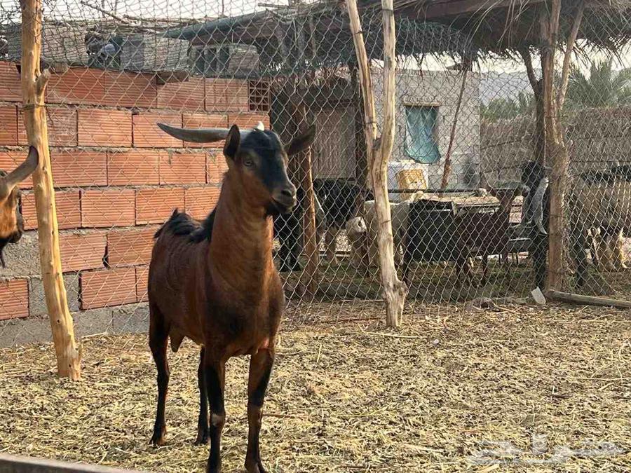 تيوس جنوبيات ثني ورباع64581580024834113