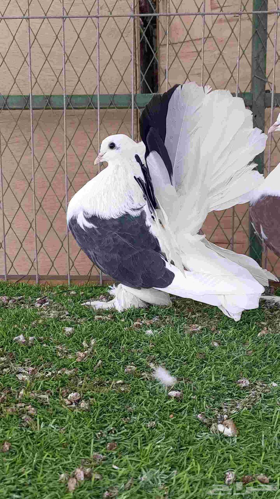 رقاص امريكي مكتف للبيع64584701558403111