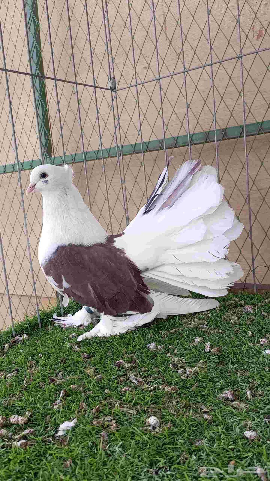 رقاص امريكي مكتف للبيع64584701558403114