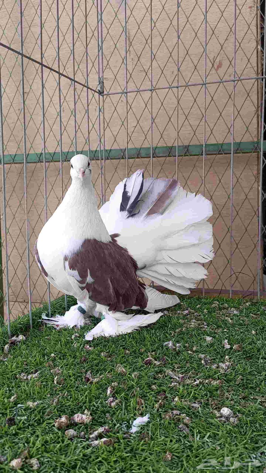 رقاص امريكي مكتف للبيع64584701558403113