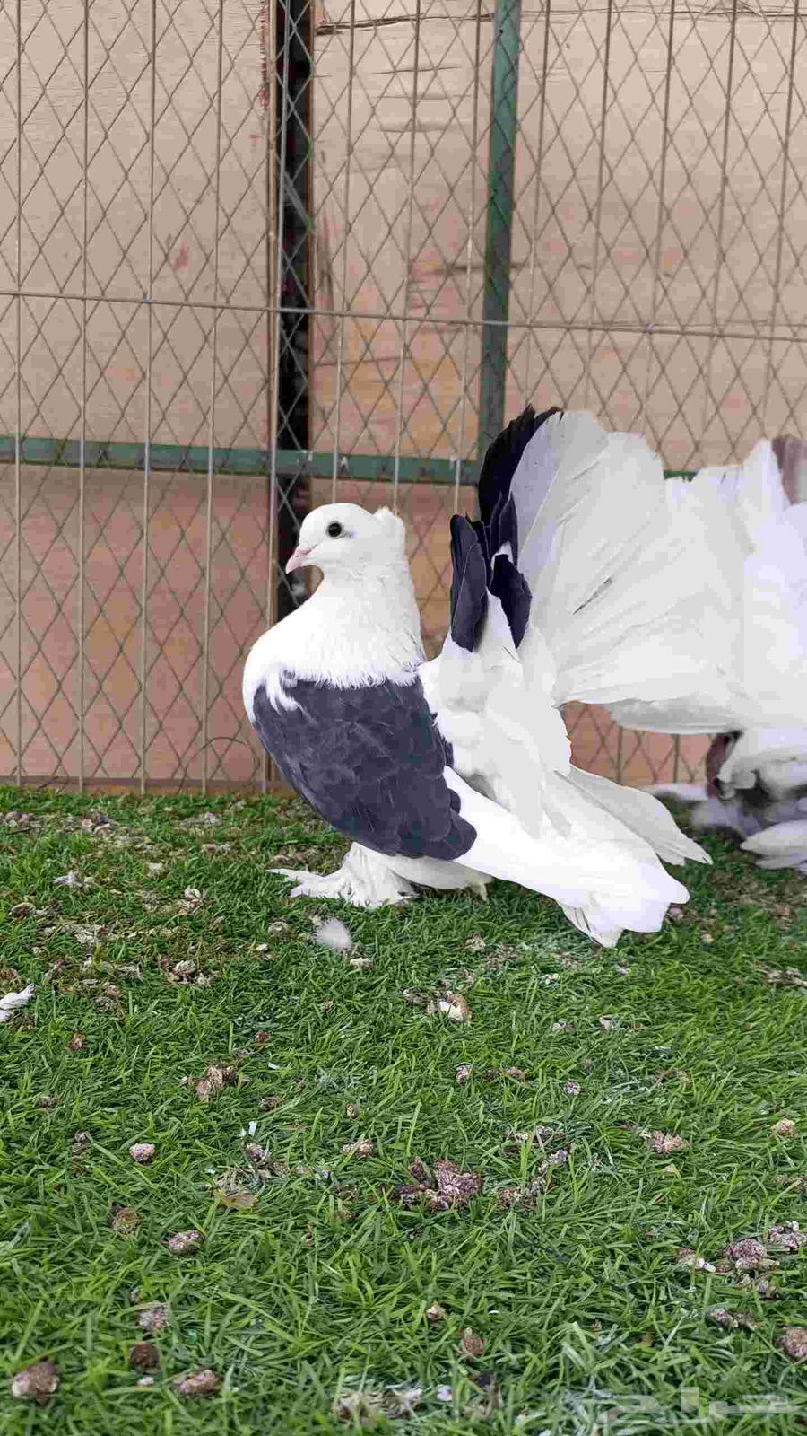 رقاص امريكي مكتف للبيع64584701558403112