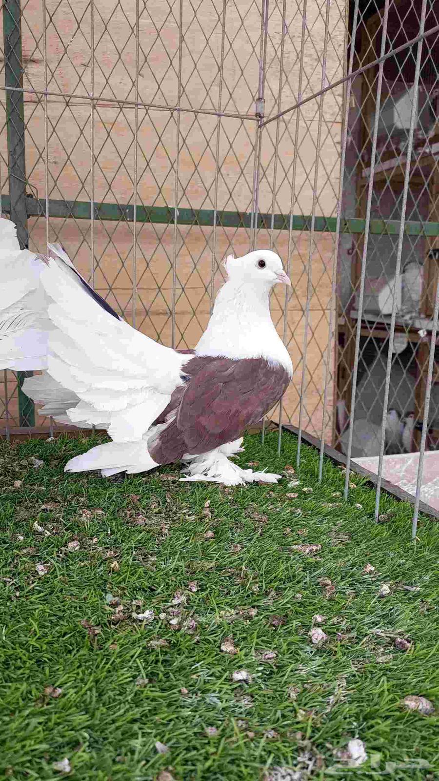 رقاص امريكي مكتف للبيع64584701558403110