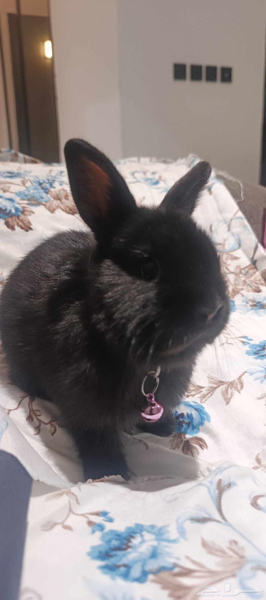 ارنب قزم نذر لاند هولندي بلاك64588074091137114