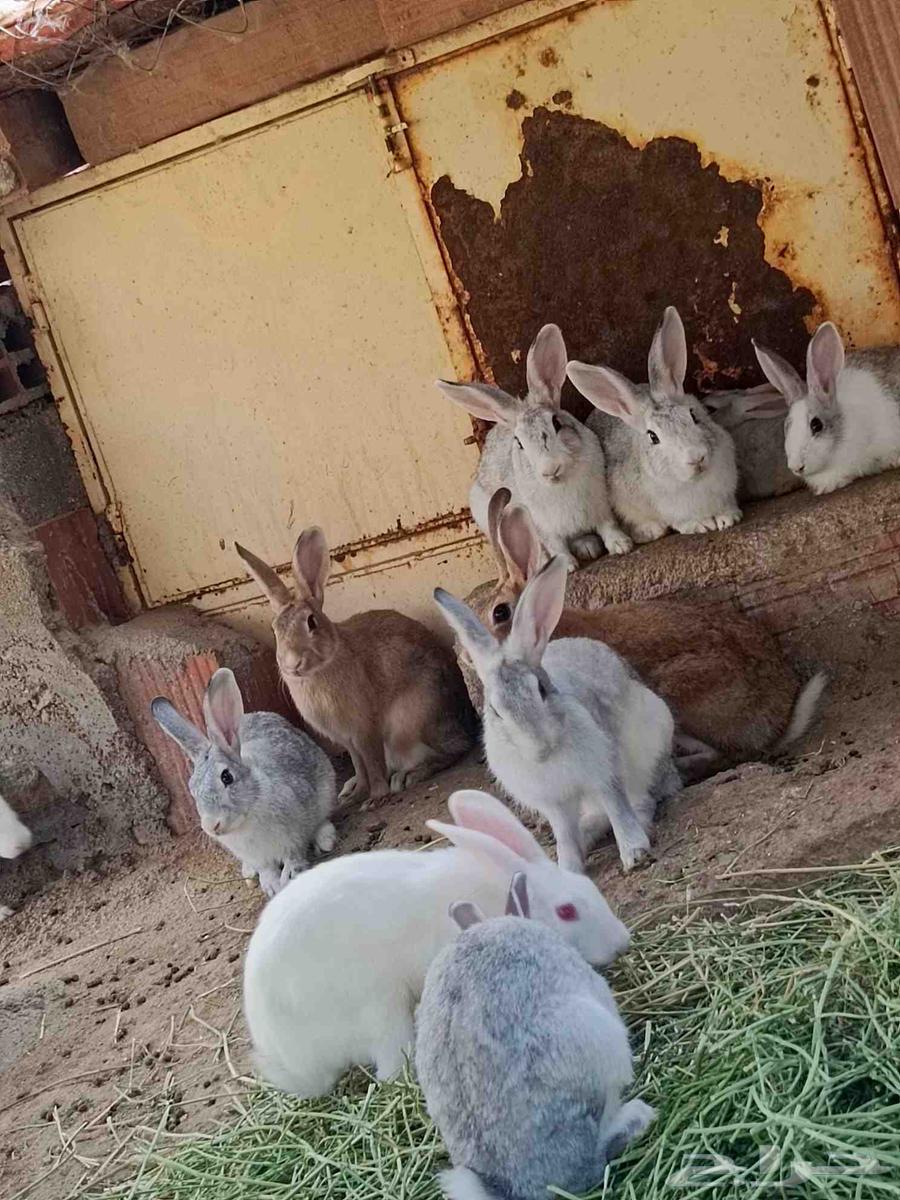 ارانب للبيع64587640075395112