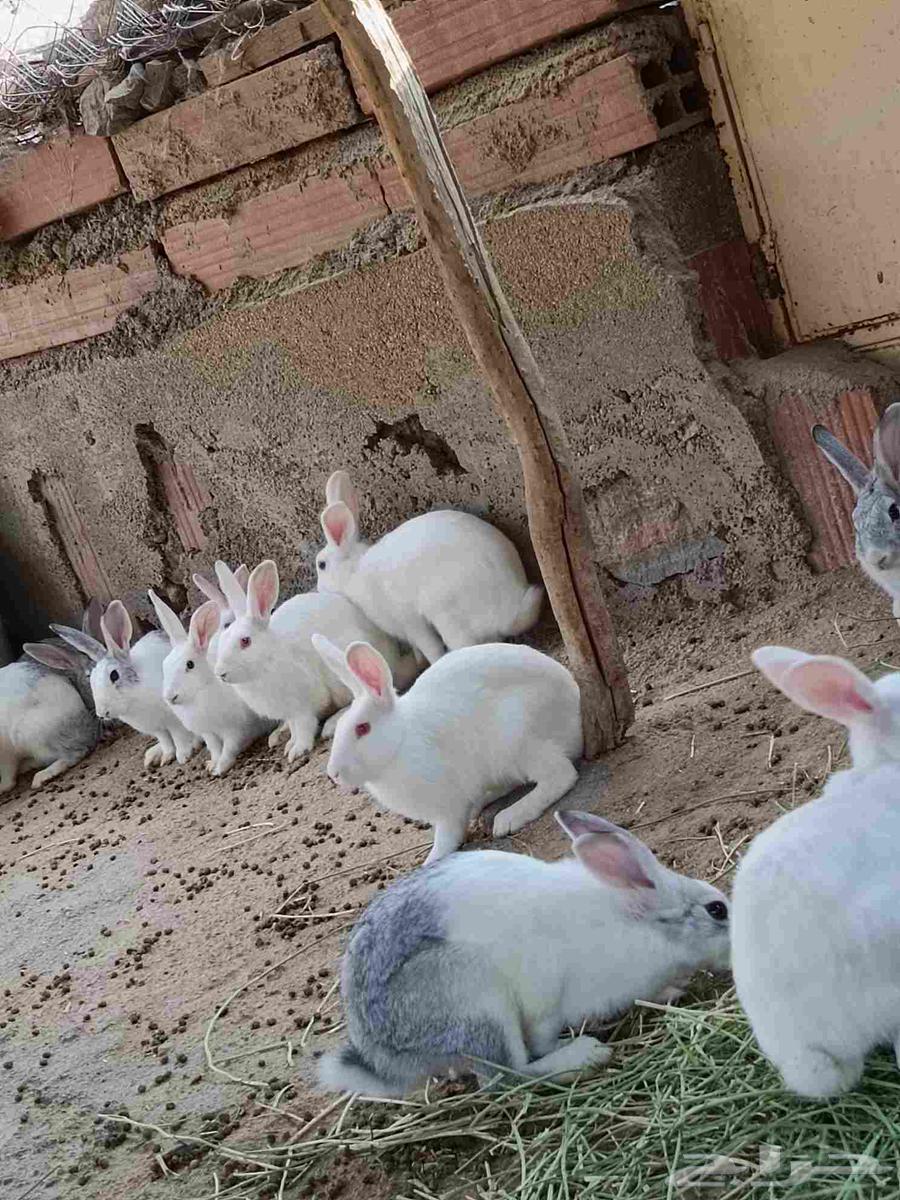 ارانب للبيع64587640075395111