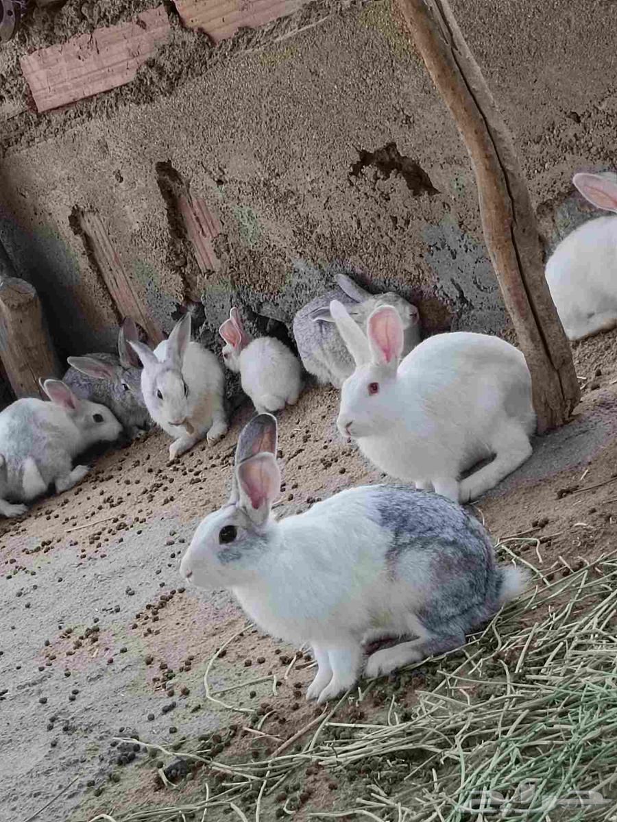 ارانب للبيع64587640075395113