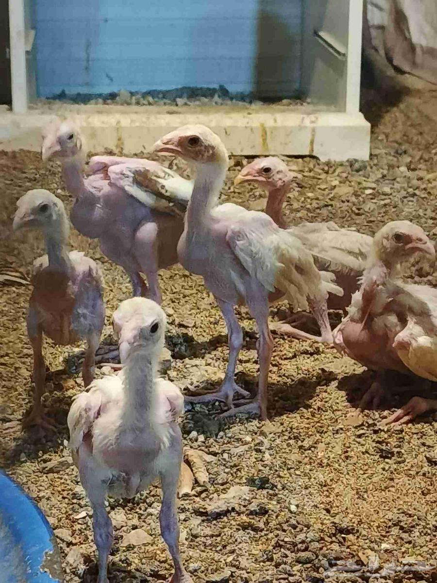 صوص سندي صافي64587083639042111