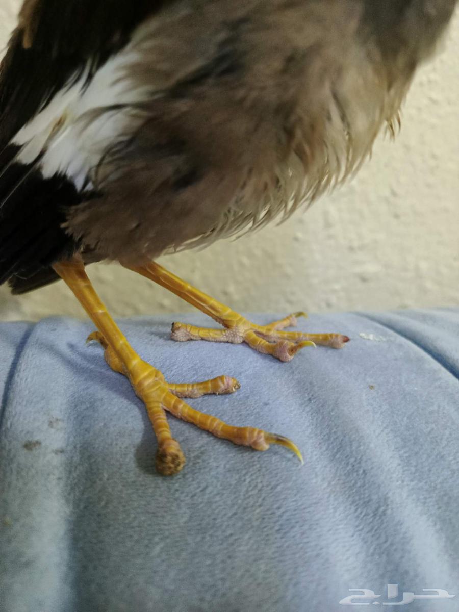 مينو اليف ب 200 بدون قفض ب قفص ب 25064582388928003112