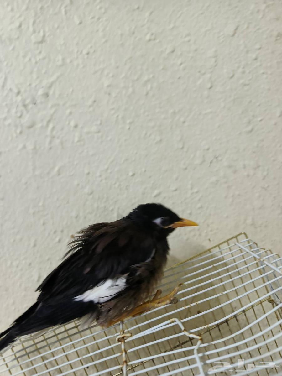 مينو اليف ب 200 بدون قفض ب قفص ب 25064582388928003113