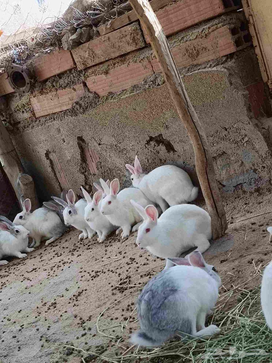 ارانب للبيع64587640075395110