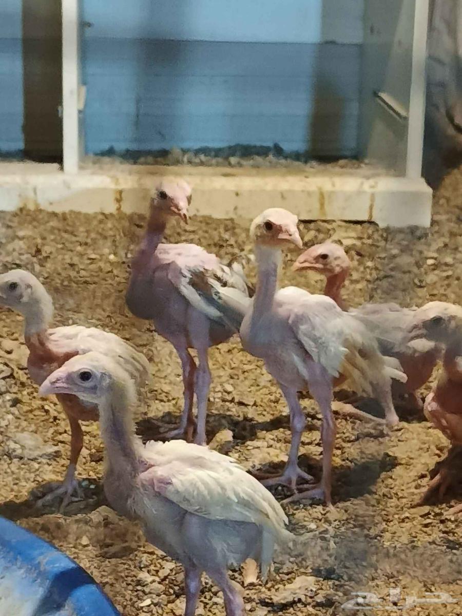 صوص سندي صافي64587083639042110