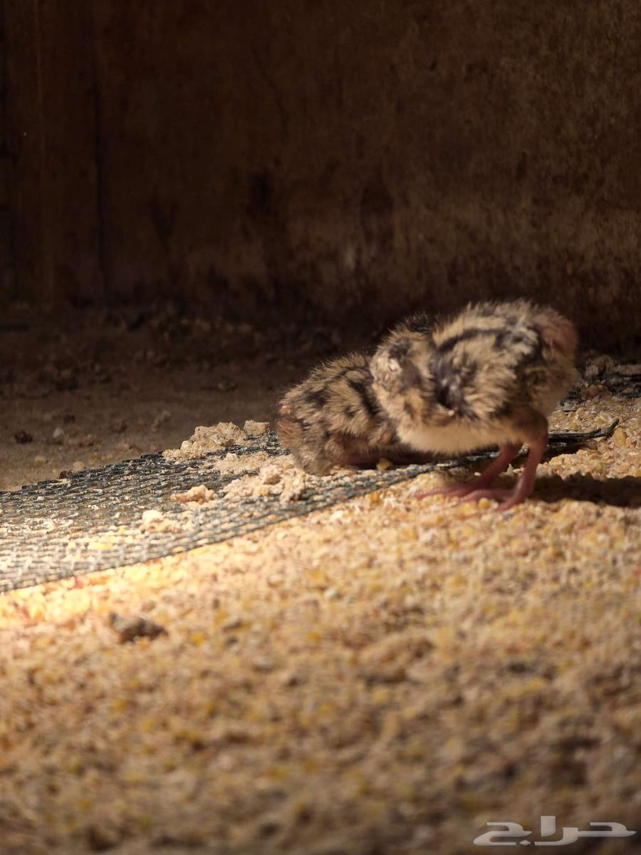 فرخين سمان كاليفورنيا للبيع (تم البيع)64585352484611111