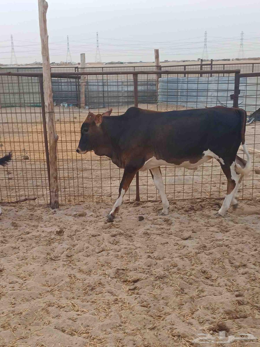 عجل للبيع64584404570626110