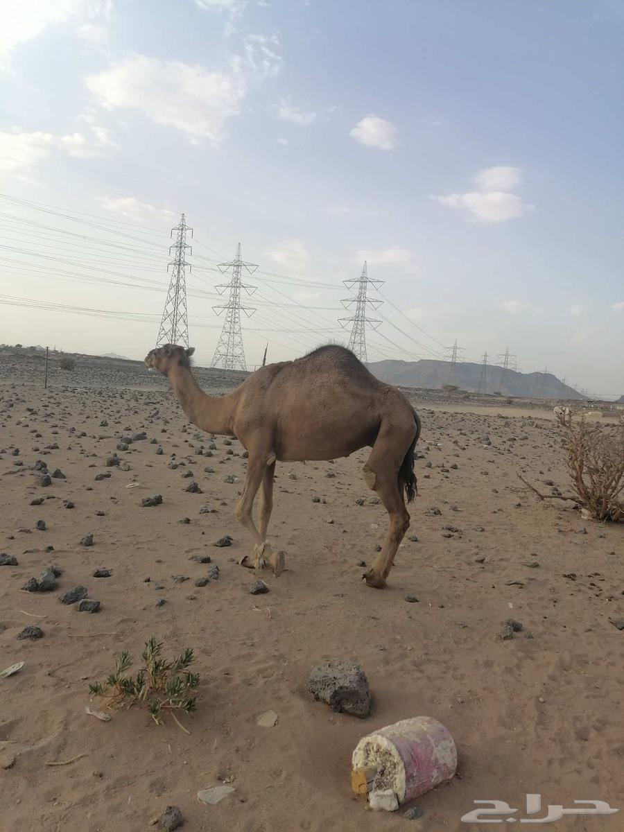 بكره حمرا دهما رباع64584574815235111