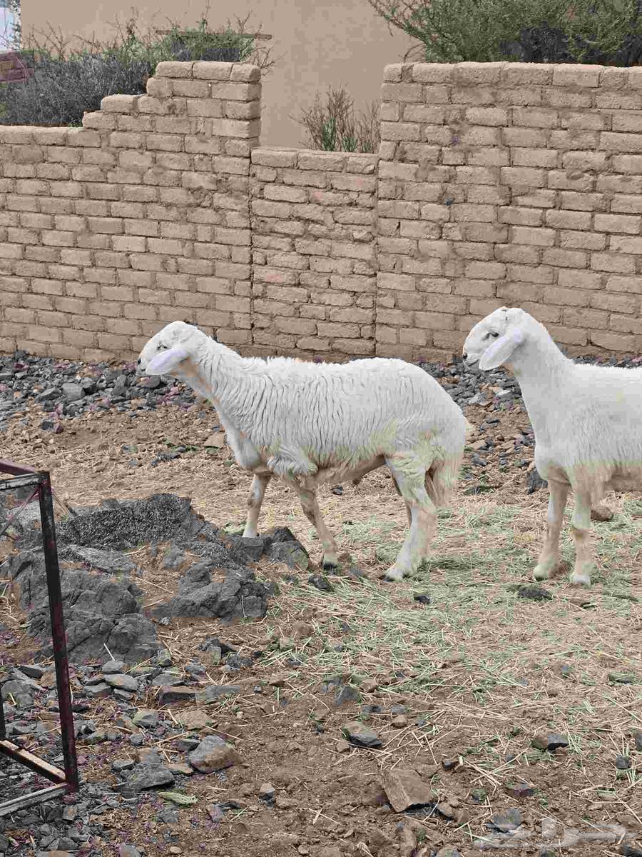 طليان حرية ذبائح مع التوصيل64584799557250114