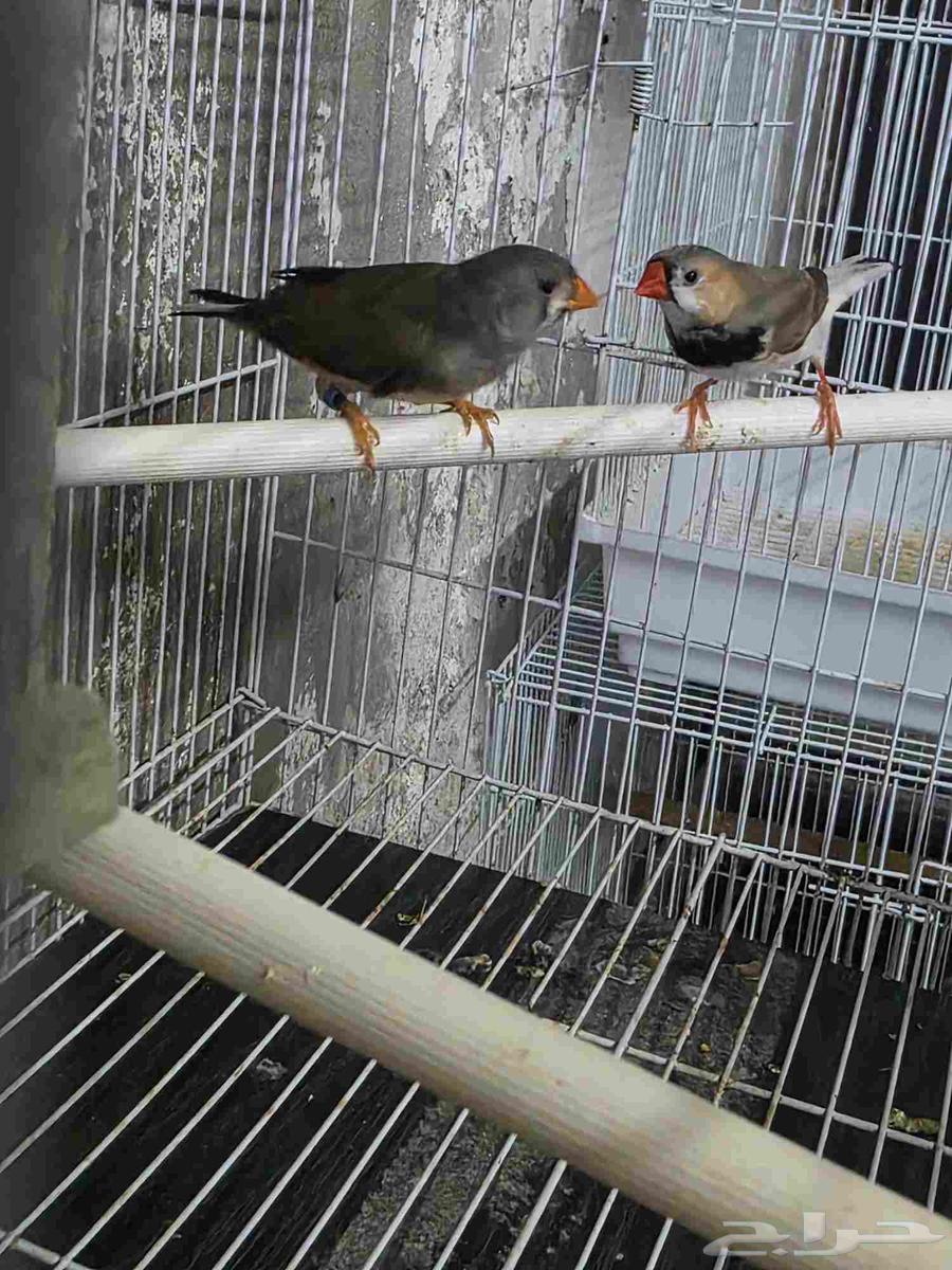 جوز زيبرا هولندي حجم ممتاز64583583466753110